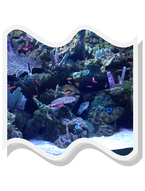 Aquarium Of Pacific