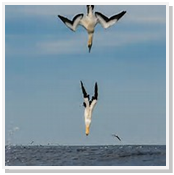 Diving birds