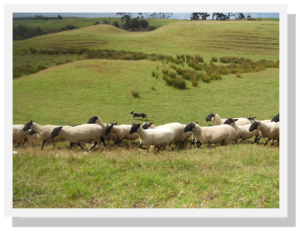 New Zealand sheep