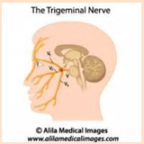 Trigeminal Nerve